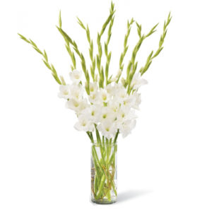 White Glad In Vase